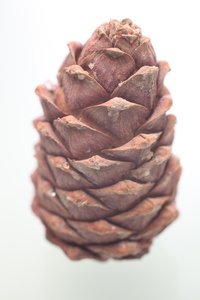 Шишка сибирского кедра