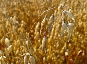 Овес в оболочке 450г