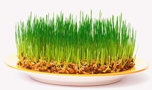 Пшеница зерно 450г.