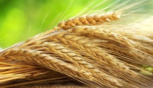 Рожь зерно (экологическая) Био без Гмо 450г.